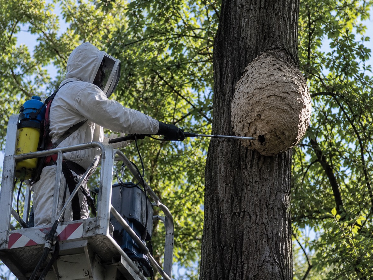 Intervention fourmis charpentières dans charpente en bois